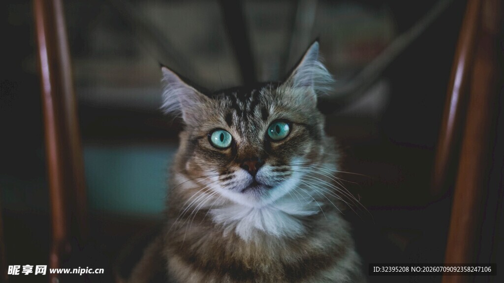 绿眼长毛猫的迷人瞬间