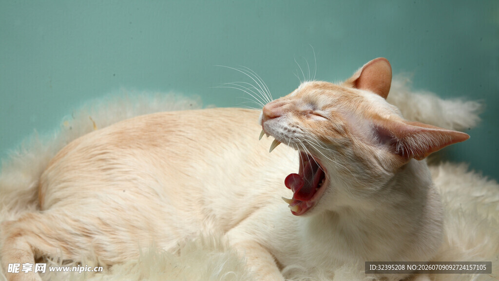 打哈欠的可爱猫咪