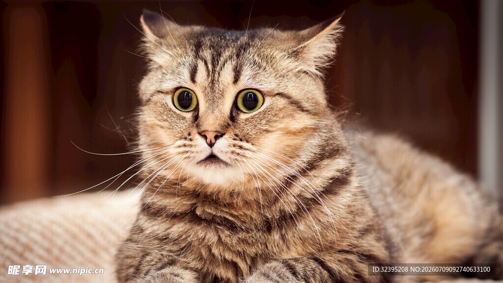 慵懒的斑纹猫