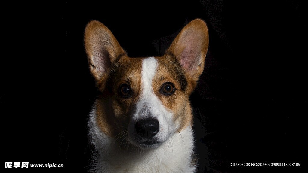 可爱三色柯基犬特写
