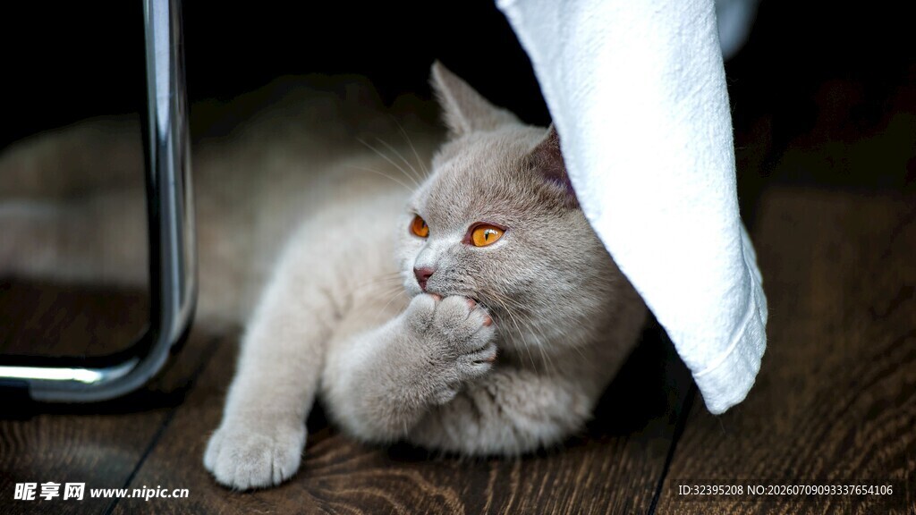 躲在桌布下的慵懒猫咪