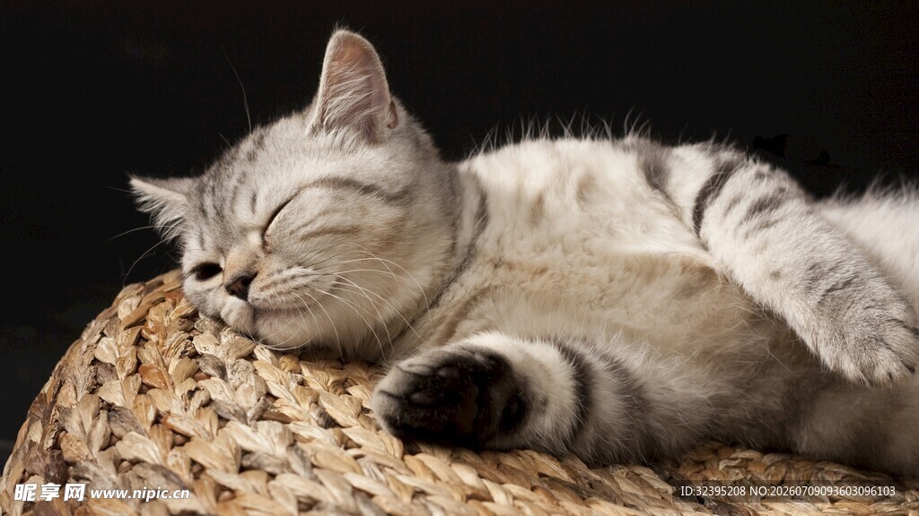酣睡的条纹猫咪