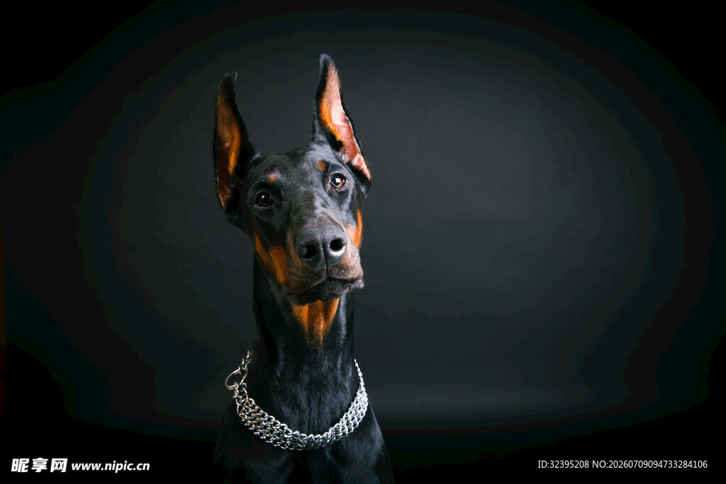 杜宾犬特写