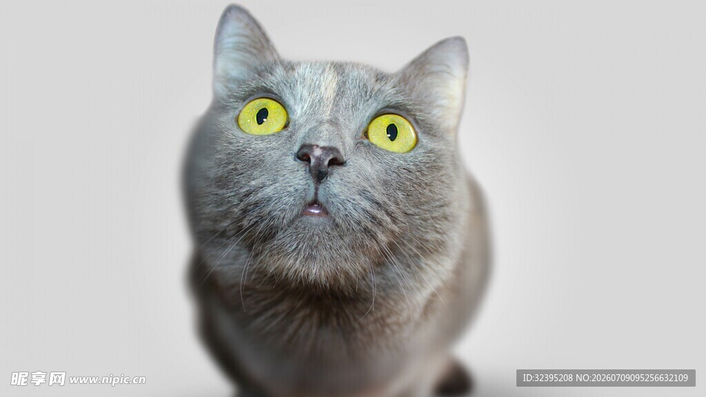 灰猫瞪大眼睛好奇模样