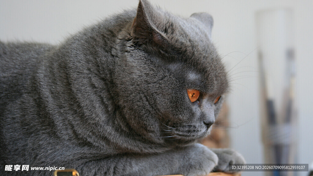 灰蓝猫咪慵懒趴卧