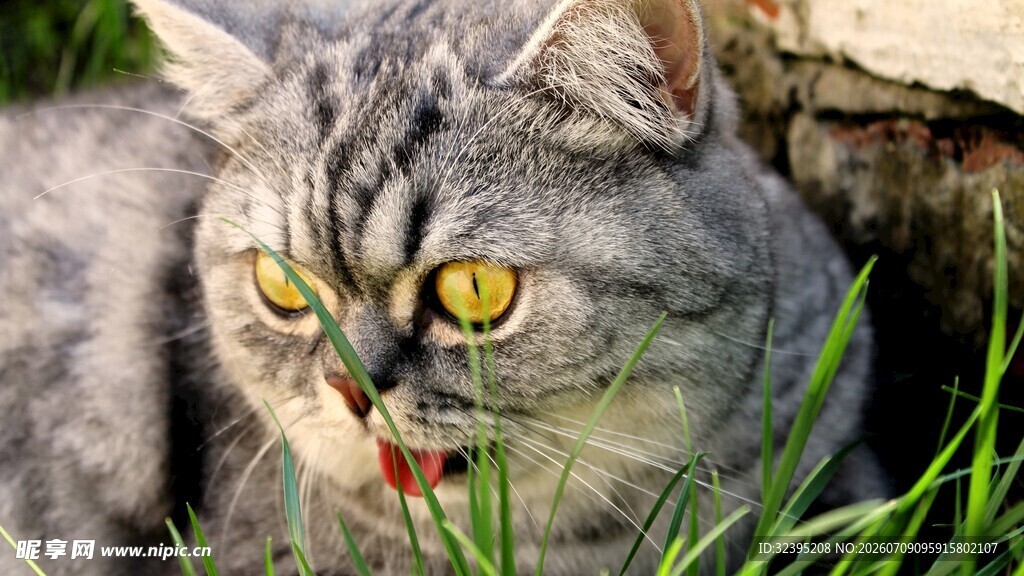 草丛中的灰猫