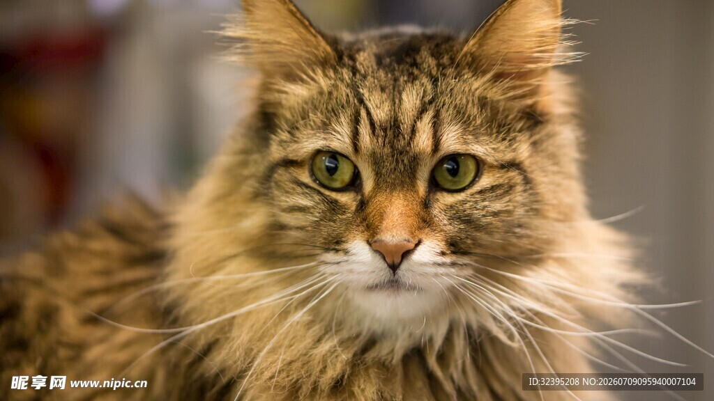 长毛猫特写