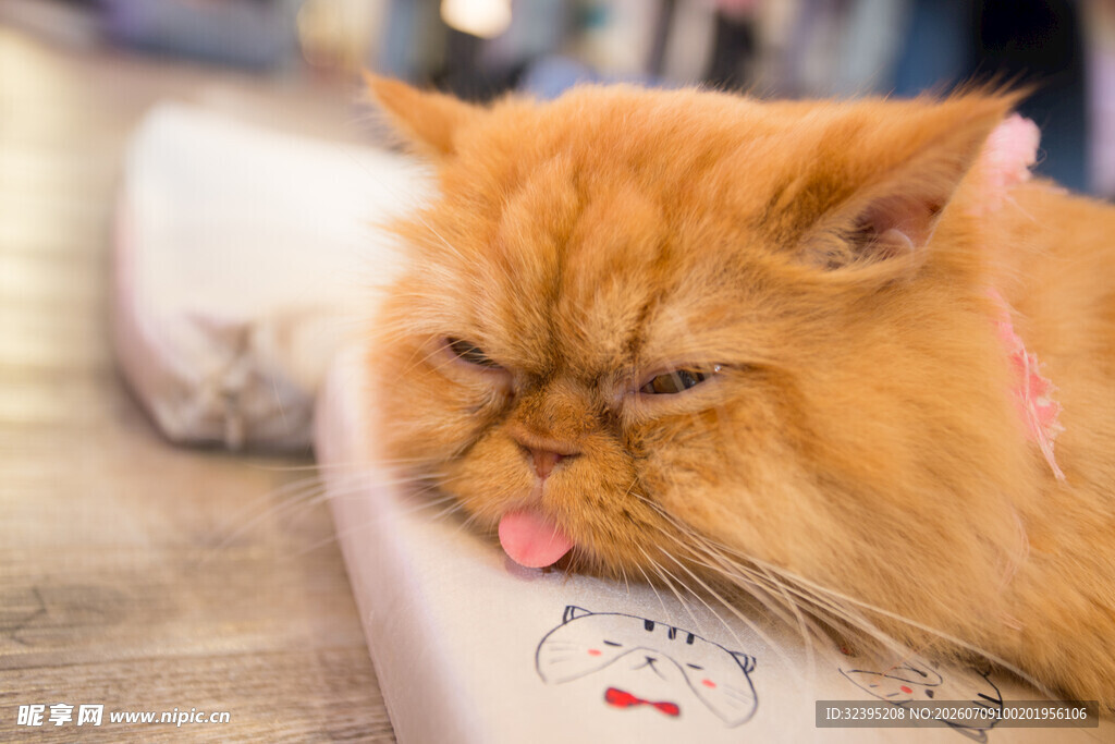 慵懒橘猫惬意吐舌卖萌