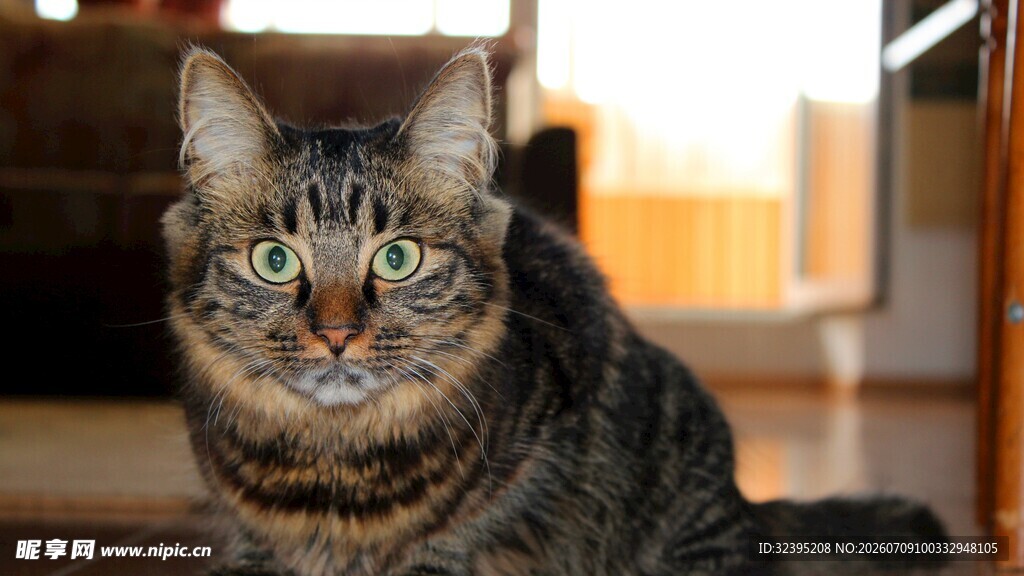 可爱斑纹猫室内凝视