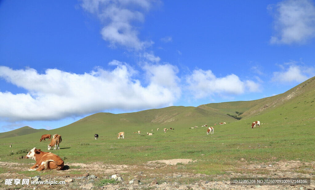 草原上的悠闲放牧场景