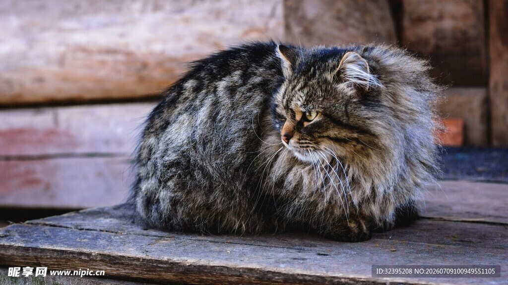 长毛猫蜷卧在木质平台上