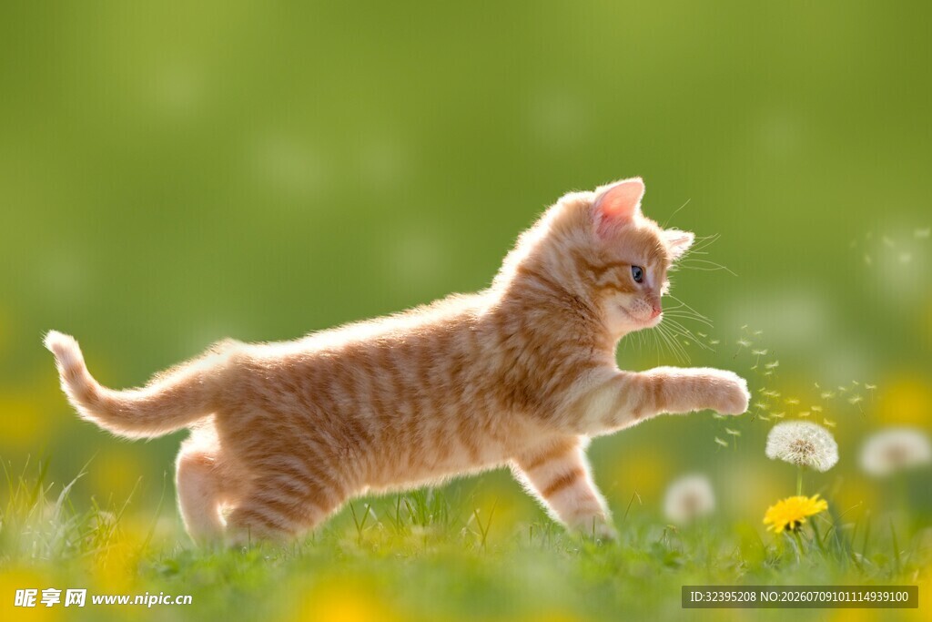橘猫在花丛中欢快玩耍