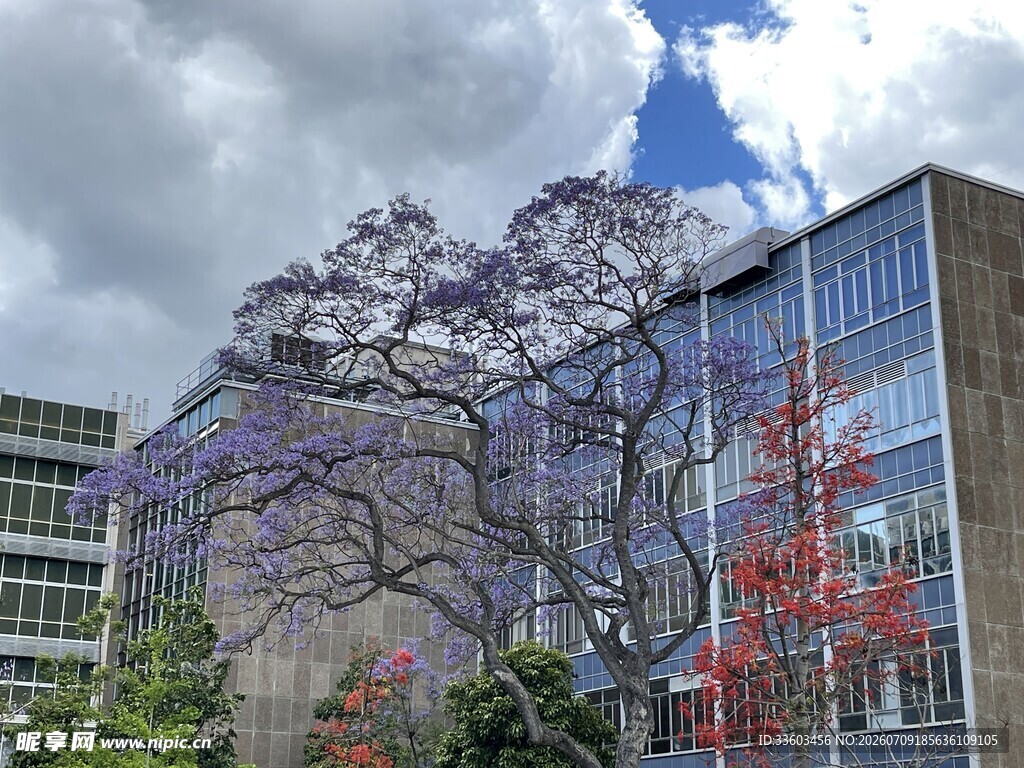 城市中绽放的绚烂蓝花楹