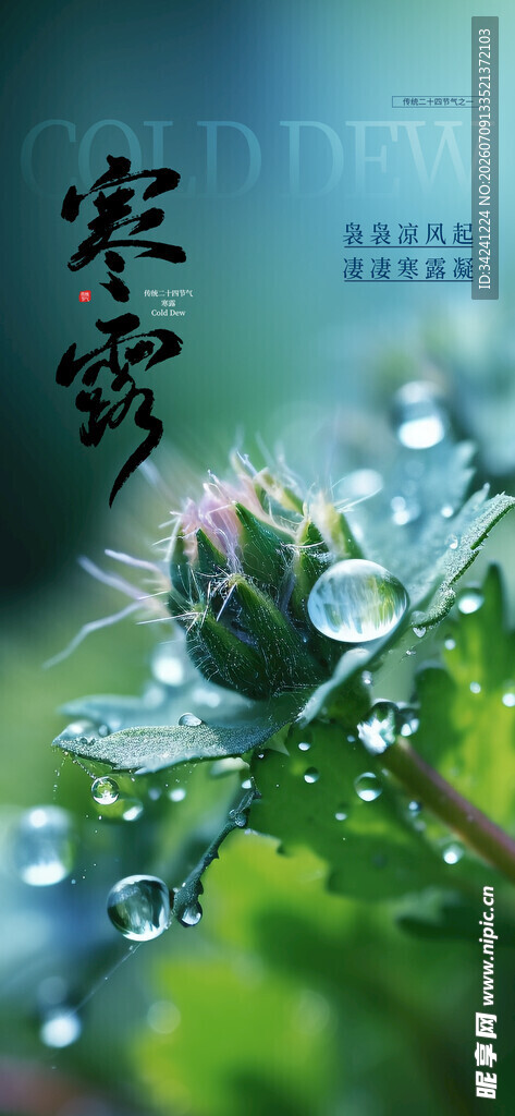 寒露时节带露的植物