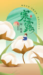 寒露时节棉花绽放景象