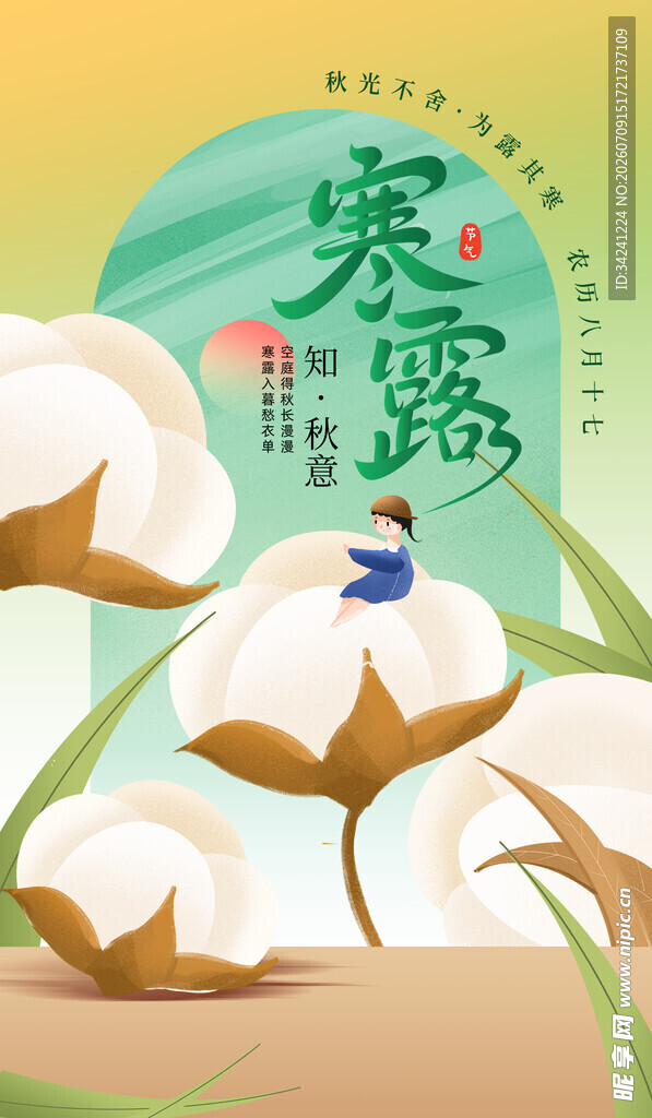 寒露时节棉花绽放景象