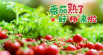番茄熟了