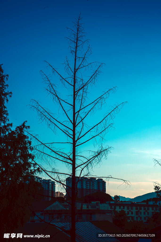 夕阳下的光秃树木