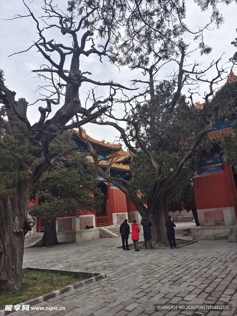 故宫庭院中的古建筑与古树
