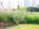 城市边的绿植景观