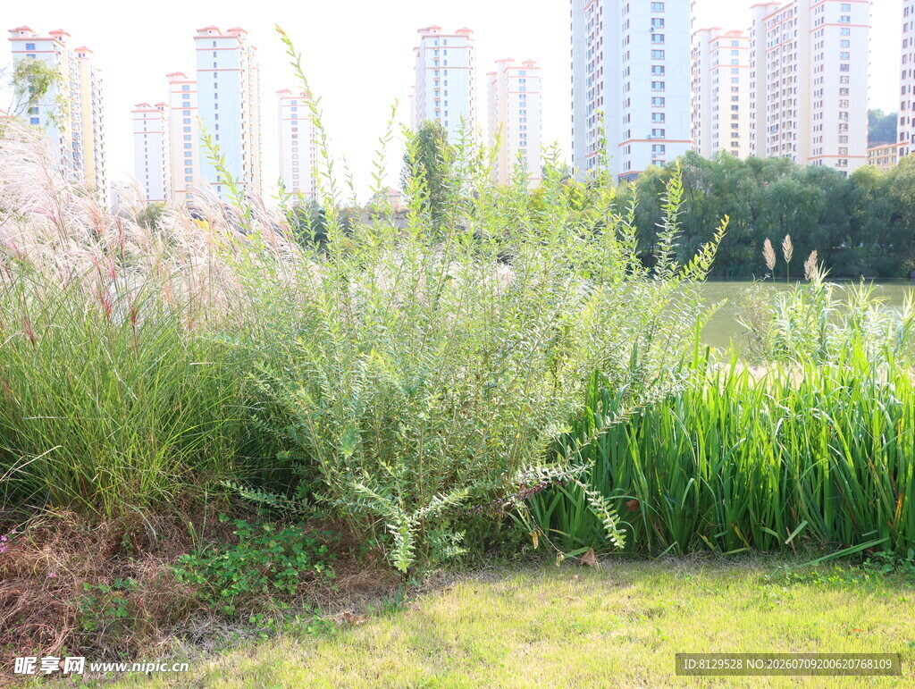 城市边的绿植景观