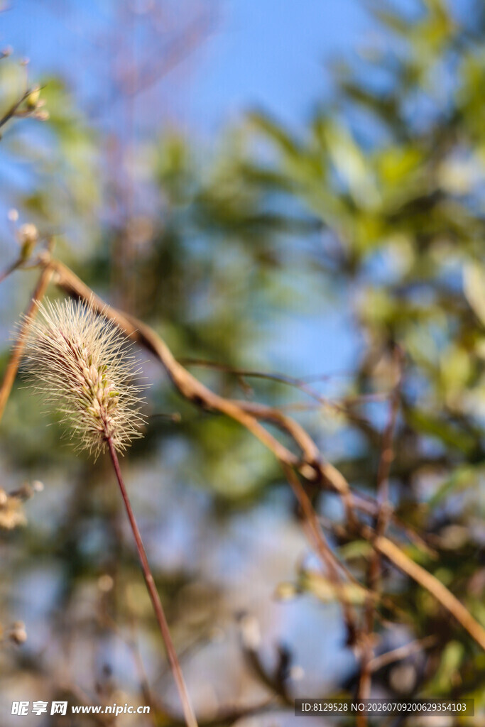 枝头毛茸茸植物特写