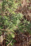 野外丛生的绿色植物
