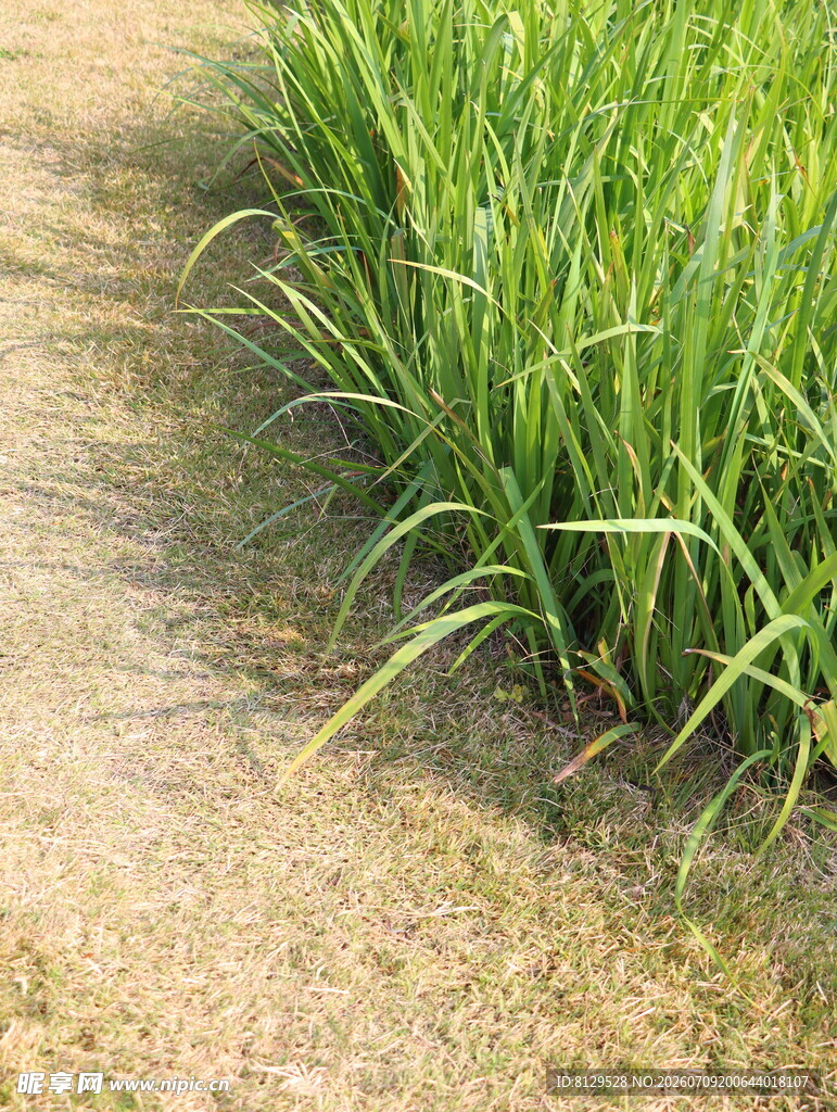田边翠绿稻苗