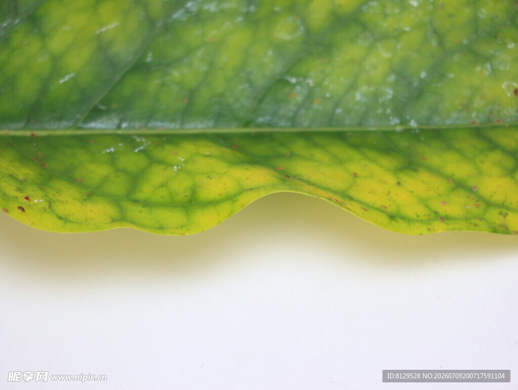 黄绿相间的植物叶片细节