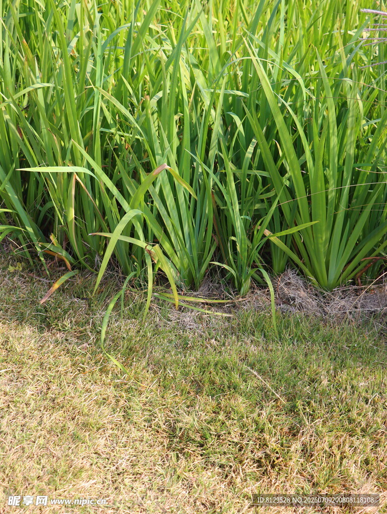 葱郁草地与蓬勃绿植