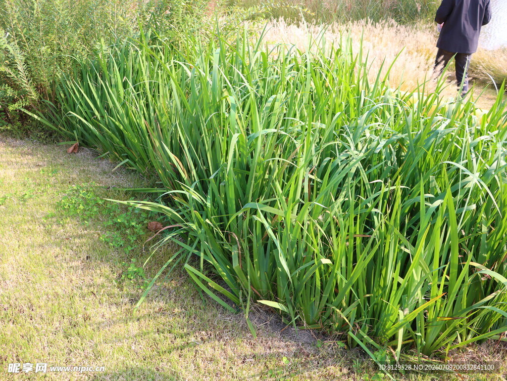 田野中茂盛的绿色植物