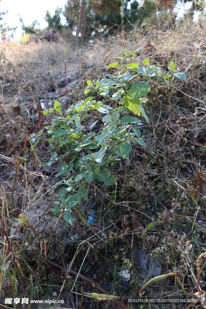 野外生长的绿色植物