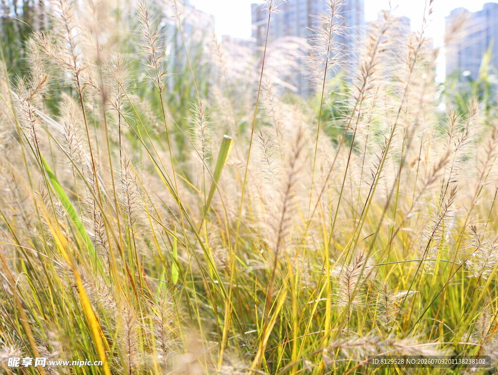 城市中的野生芒草景观