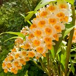 石斛花