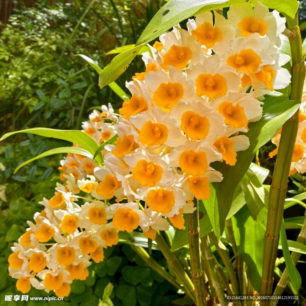 石斛花