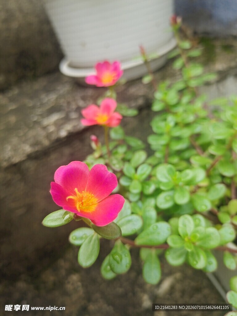 娇艳粉色太阳花