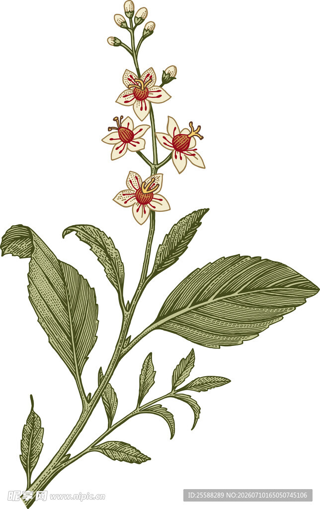 花卉