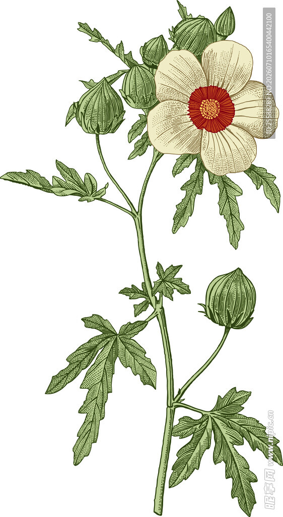 花卉