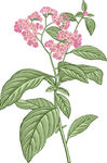 花卉