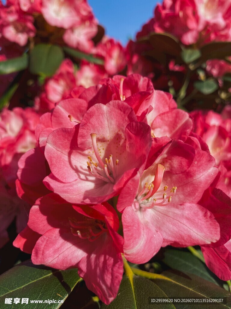 艳丽绽放的粉红色杜鹃花