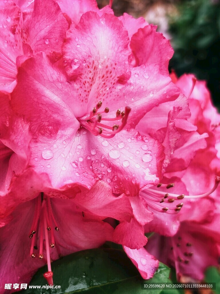 娇艳粉色杜鹃花绽放