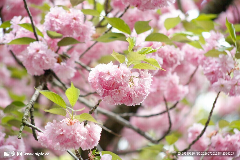 粉色樱花绽放枝头