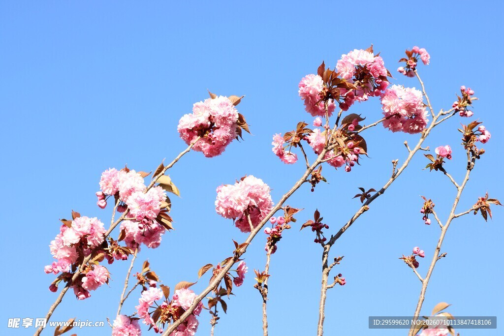 蓝天映衬下的娇艳桃花