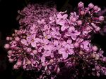 绽放的紫色丁香花