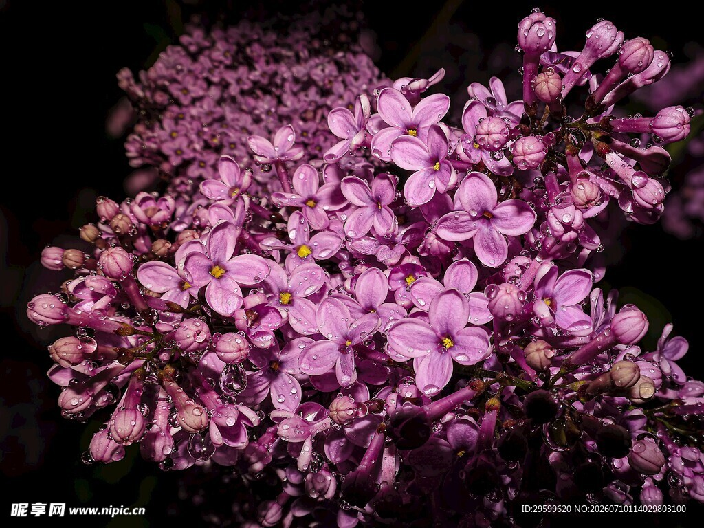 绽放的紫色丁香花