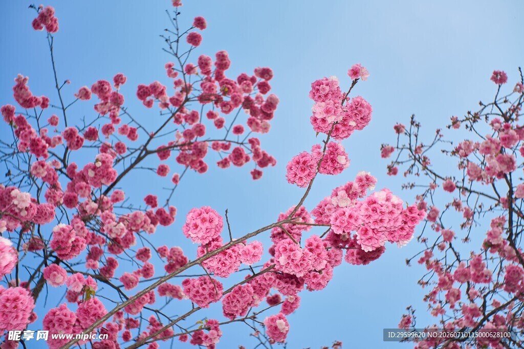 蓝天映衬下的烂漫樱花