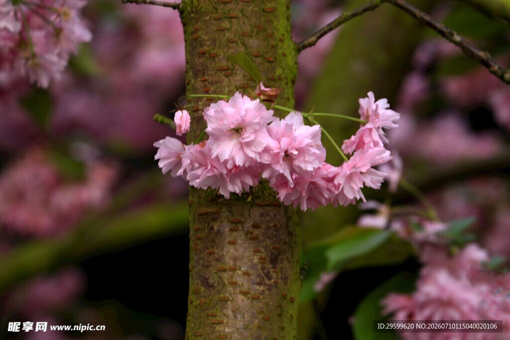 粉色樱花