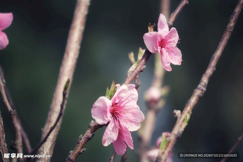 粉嫩桃花绽放枝头