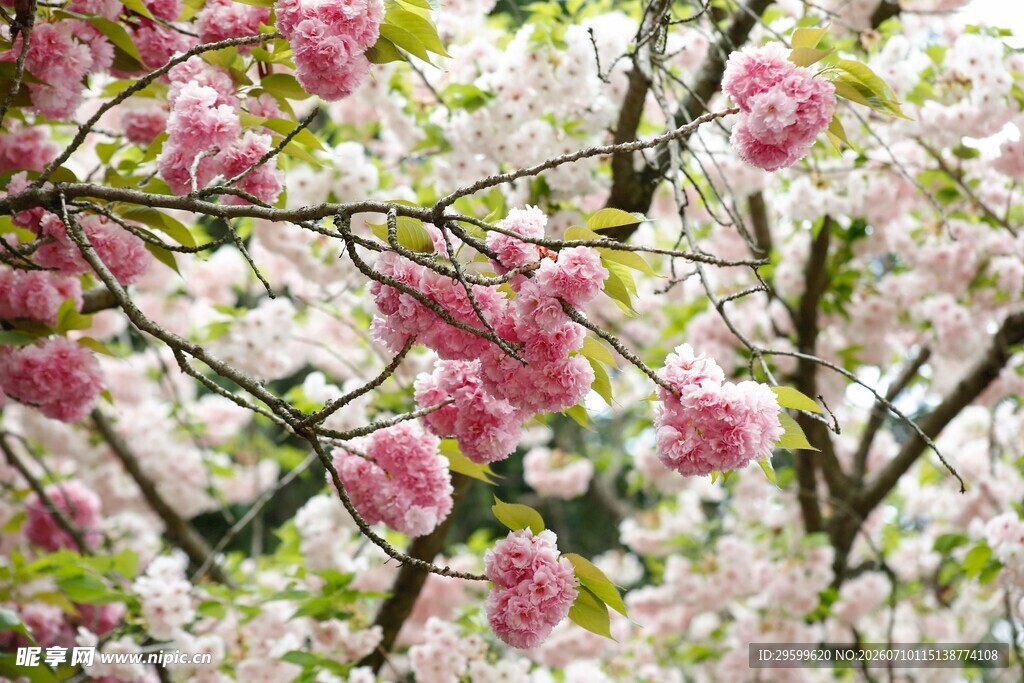 枝头绽放的粉嫩樱花