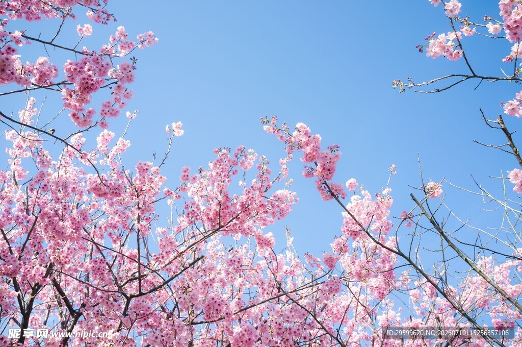 蓝天映衬下的樱花